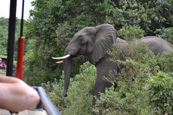 Elephant beginning to cross in front of jeep arusha national park tanzania