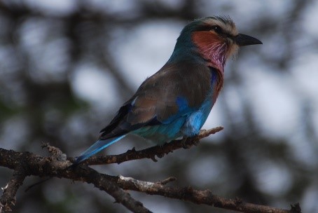 Kingfisher arusha national park tanzania