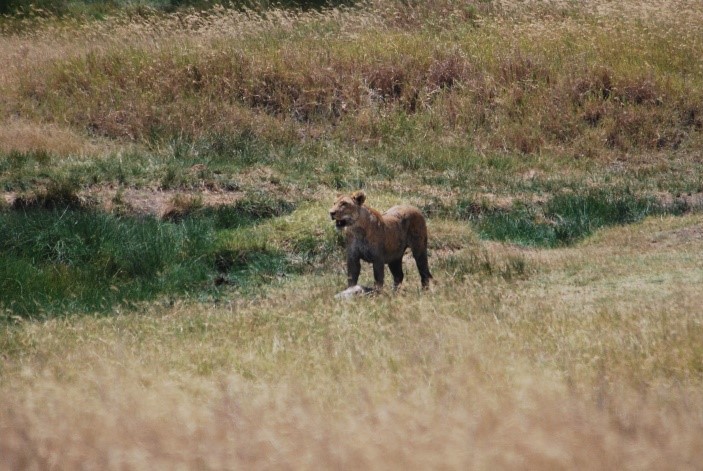 lioness taking a break after kill serengeti tanzania