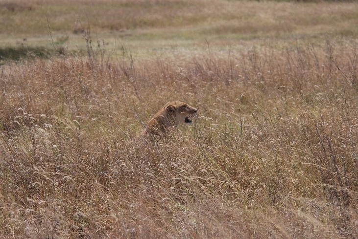 lioness watching gazelles serengeti tanzania