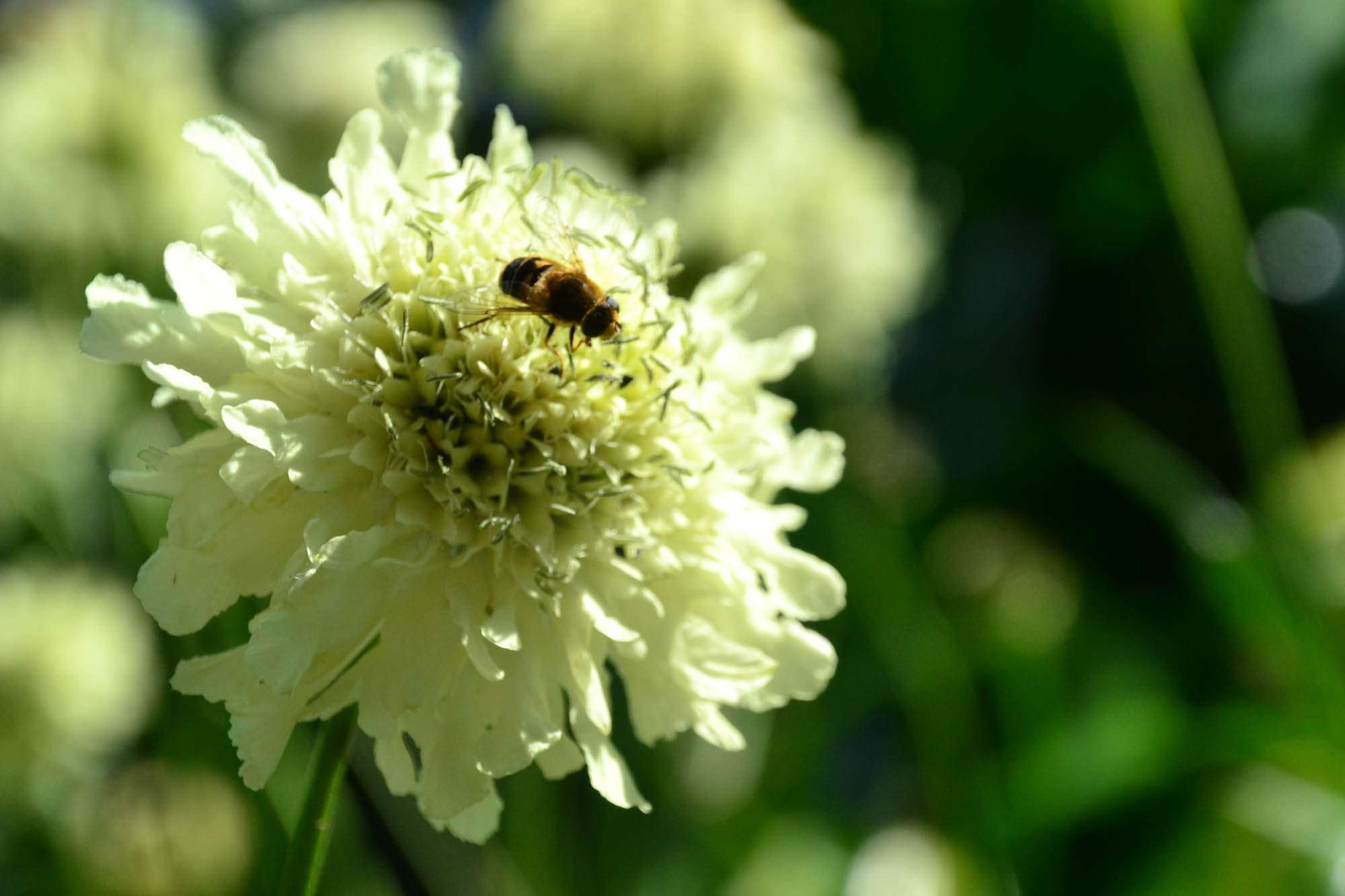 White flower with bee