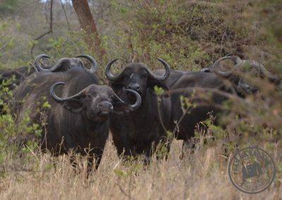Cape Buffalo Ngorongoro-1