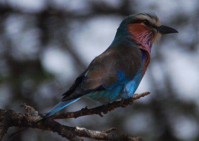 colorful bird with pink head and blue feathers