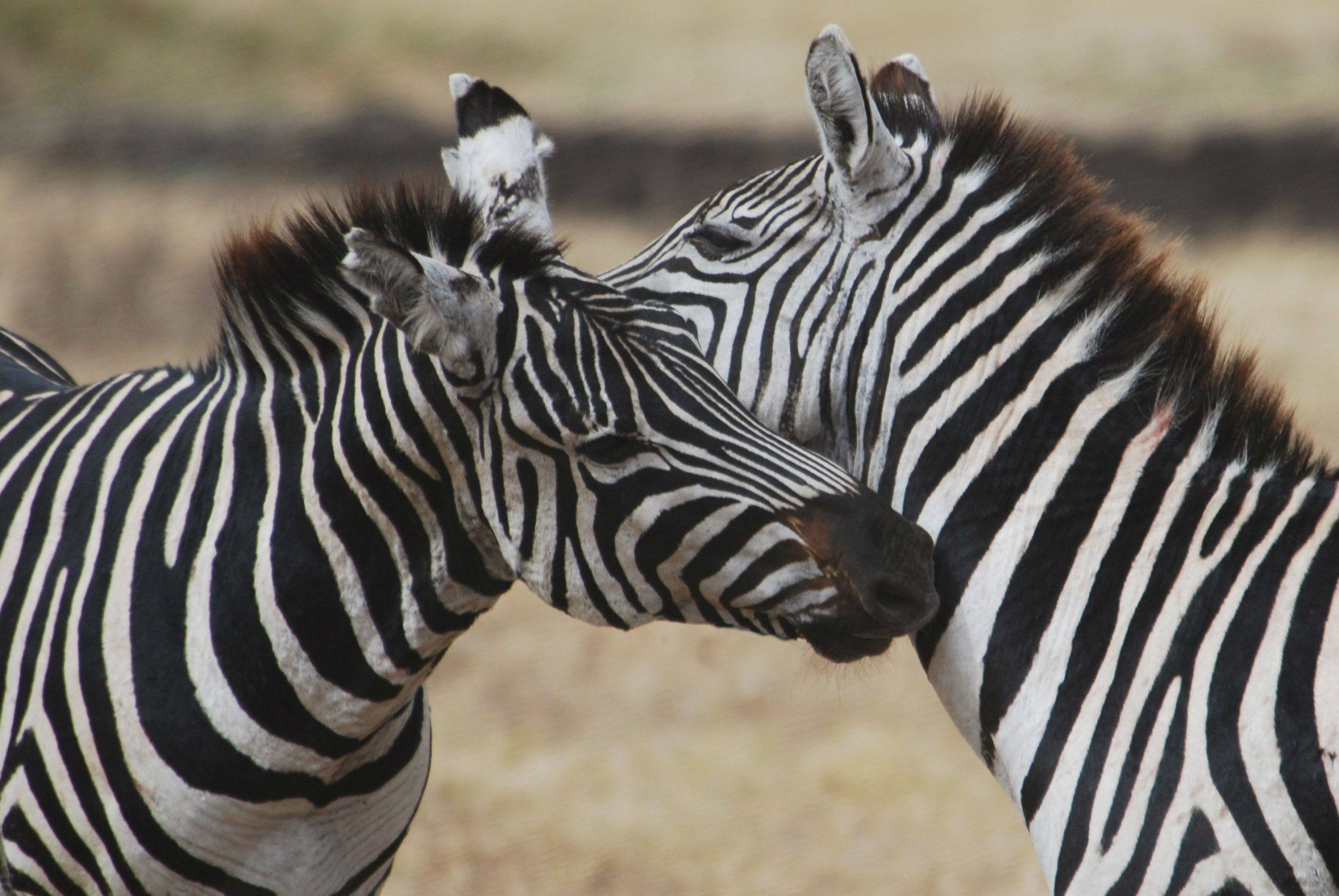 Two zebra grooming