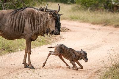 Wildebeest with baby