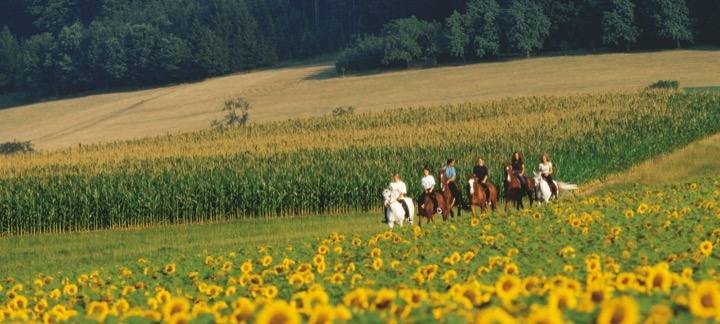 people horseback riding in a meadow with yellow flowers