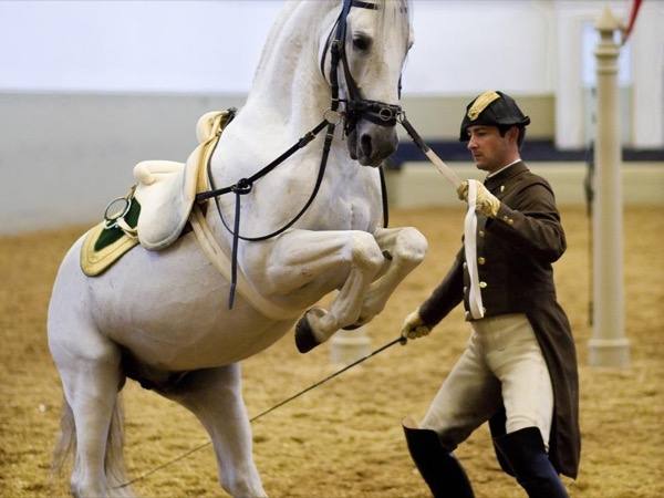 man training a horse on rear legs